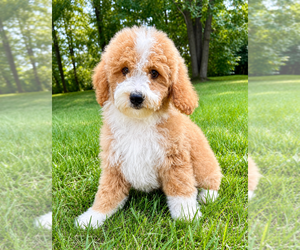 Goldendoodle (Miniature) Puppy for Sale in FAIR HAVEN, Michigan USA