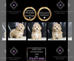 Poodle (Toy) Puppy for sale in WARSAW, IN, USA