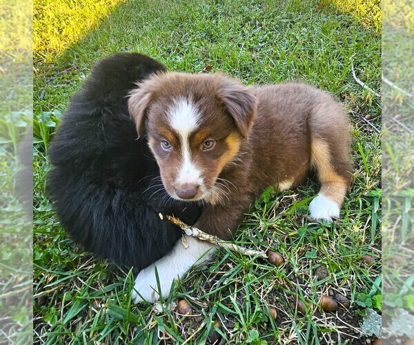 Medium Photo #1 Australian Shepherd Puppy For Sale in NELSON, VA, USA