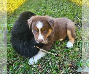 Australian Shepherd Puppy for sale in NELSON, VA, USA