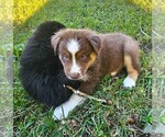 Image preview for Ad Listing. Nickname: Theo