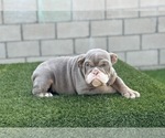 Small #3 English Bulldog