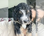 Small #6 Bernedoodle