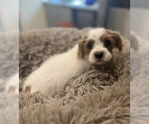 Poodle (Miniature)-Unknown Mix Dogs for adoption in Waterford, VA, USA