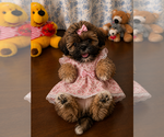 Small #3 Lhasa Apso