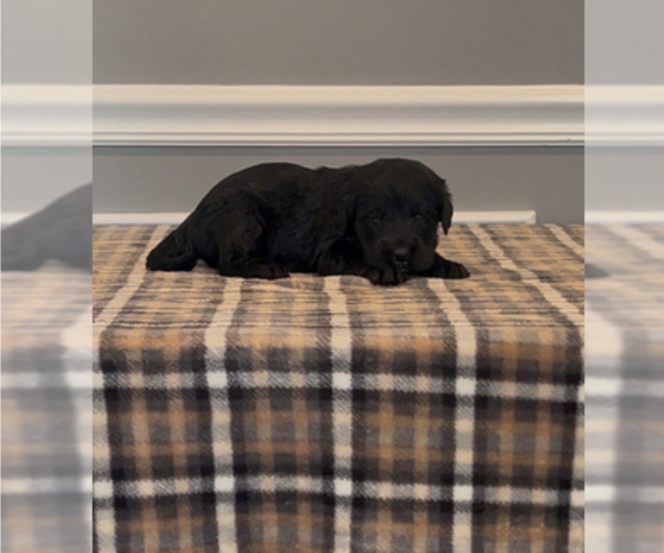 Medium Photo #2 Bernedoodle-Labradoodle Mix Puppy For Sale in MILFORD, NJ, USA