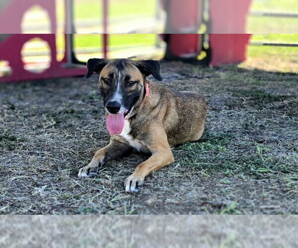 Medium Photo #1 German Shepherd Dog-Unknown Mix Puppy For Sale in Corpus Christi, TX, USA
