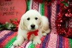 Small Photo #4 English Cream Golden Retriever Puppy For Sale in PLYMOUTH, OH, USA