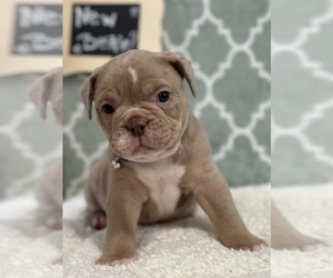 Olde English Bulldogge Puppy for sale in WYLIE, TX, USA