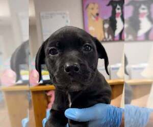 Boxador Dogs for adoption in Bolivar, MO, USA