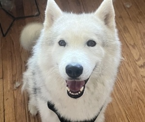 Father of the Siberian Husky puppies born on 06/28/2026