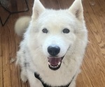 Small Photo #1 Siberian Husky Puppy For Sale in EXETER, RI, USA