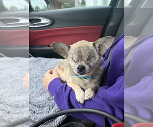 Chihuahua-Unknown Mix Dogs for adoption in Mooresville, NC, USA