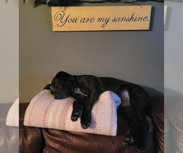 Medium Photo #12 Pointer-Unknown Mix Puppy For Sale in Mundelein, IL, USA