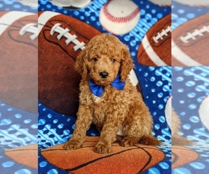 Miniature Labradoodle Puppy for sale in QUARRYVILLE, PA, USA