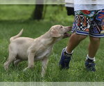 Small #4 Labrador Retriever