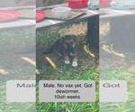 Small Mutt