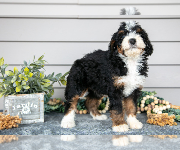 Medium Photo #2 Bernedoodle (Miniature) Puppy For Sale in WOLCOTTVILLE, IN, USA