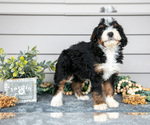 Small #1 Bernedoodle (Miniature)