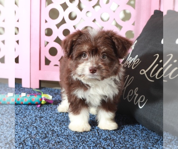 Medium Photo #3 Miniature Australian Shepherd-Poodle (Toy) Mix Puppy For Sale in MOUNT VERNON, OH, USA