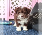 Small #2 Miniature Australian Shepherd-Poodle (Toy) Mix