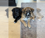 Small Photo #5 Mutt Puppy For Sale in Sandy, UT, USA