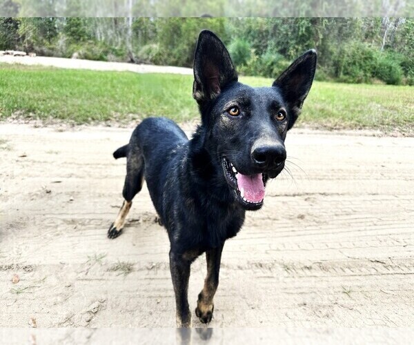 Medium Photo #3 German Shepherd Dog Puppy For Sale in GORDON, AL, USA