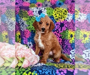 Miniature Labradoodle Puppy for sale in QUARRYVILLE, PA, USA