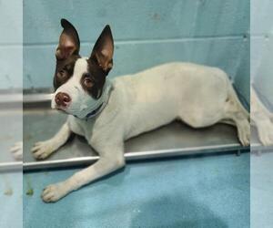 Staffordshire Bull Terrier-Unknown Mix Dogs for adoption in Long Beach, CA, USA