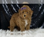 Small #1 Maltipoo