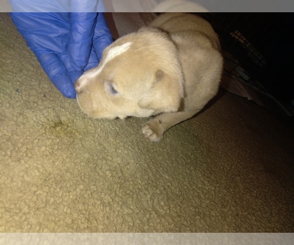 Medium Photo #3 American Bully Puppy For Sale in PENSACOLA, FL, USA