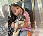 Small Photo #54 Siberian Husky Puppy For Sale in KANSAS CITY, MO, USA