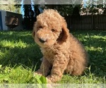 Small #2 Goldendoodle (Miniature)