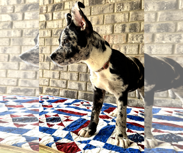 Medium Photo #8 Bulldog-Catahoula Leopard Dog Mix Puppy For Sale in Munford, TN, USA