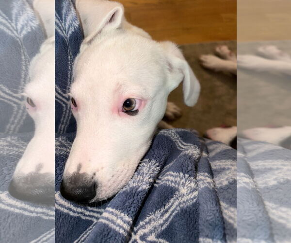 Medium Photo #12 American Pit Bull Terrier-Unknown Mix Puppy For Sale in Germantown, OH, USA