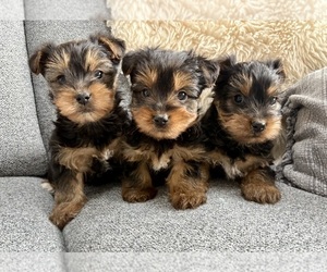 Yorkshire Terrier Puppy for sale in FAIR HAVEN, MI, USA