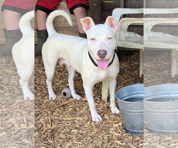 Medium Photo #1 Bull Terrier-Unknown Mix Puppy For Sale in Rustburg, VA, USA