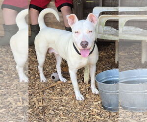 Bull Terrier-Unknown Mix Dogs for adoption in Rustburg, VA, USA
