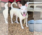 Small Bull Terrier Mix