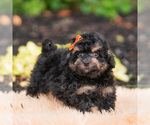 Small #3 Goldendoodle (Miniature)