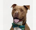 Small American Pit Bull Terrier