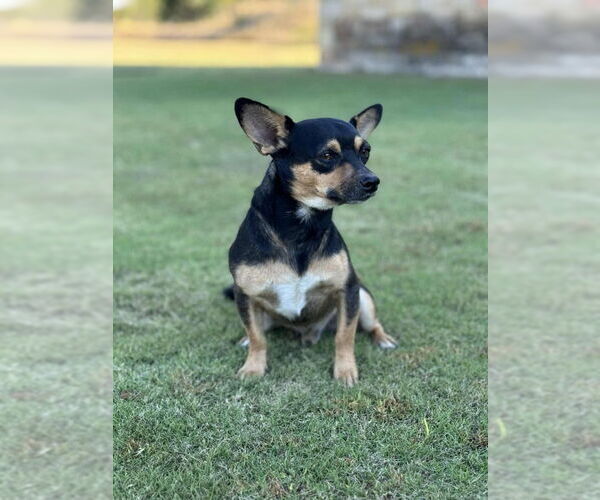 Medium Photo #3 Chihuahua-Unknown Mix Puppy For Sale in PIPE CREEK, TX, USA