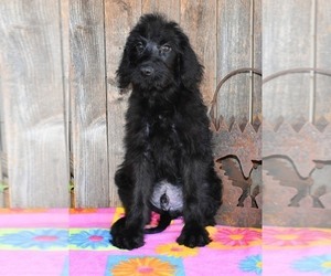 Australian Labradoodle Puppy for sale in ASPERMONT, TX, USA