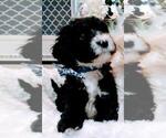 Small Photo #17 Sheepadoodle Puppy For Sale in RIALTO, CA, USA