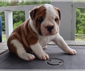 English Bulldog-Olde English Bulldogge Mix Puppy for sale in MOUNT AIRY, NC, USA