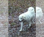 Small Photo #23 Great Pyrenees Puppy For Sale in MOUNT AIRY, NC, USA