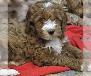 Goldendoodle-Poodle (Miniature) Mix Puppy for sale in LUBLIN, WI, USA