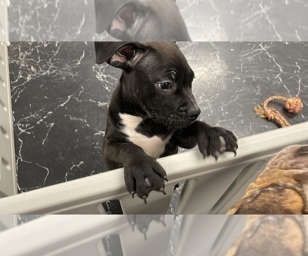 Medium Photo #49 American Bully Puppy For Sale in REESEVILLE, WI, USA