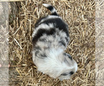 Small #2 Australian Shepherd