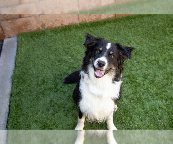 Medium Photo #1 Australian Shepherd-Unknown Mix Puppy For Sale in Moreno Valley, CA, USA